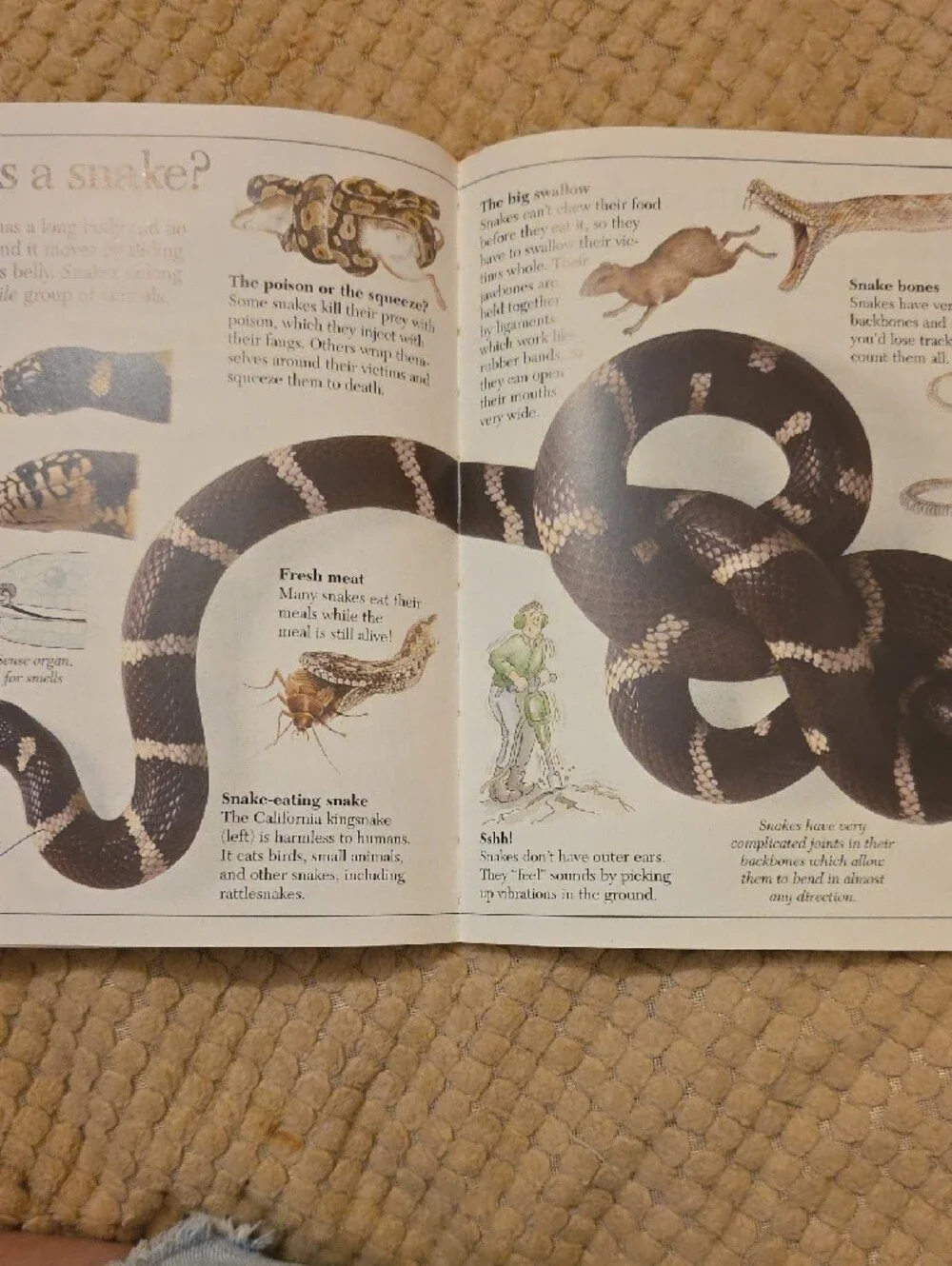 Lot Of 8 Paperback Books 7 Eyewitness Jr. Animal Books And 1 Eyes On Nature Book